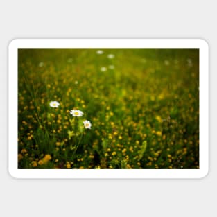 Wild flowers in a field Sticker